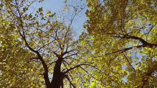 Time Lapse Jesień Drzewo Korona Widok Dołu — Wideo stockowe