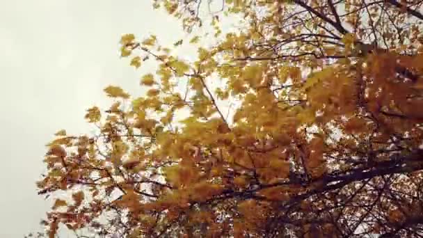 Jesienne Drzewo Żółte Liście Zimą Deszczem — Wideo stockowe