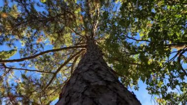 Aşağıdan manzaralı bir ağaç gövdesinin videosu