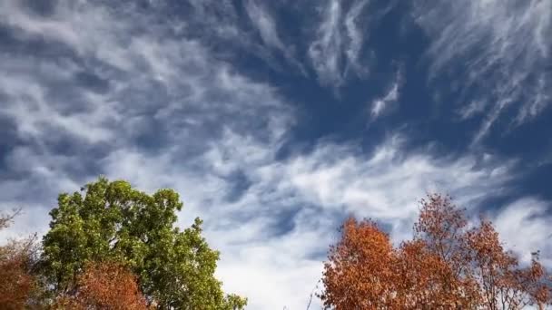 ティメラプス 空の秋の木と雲 — ストック動画