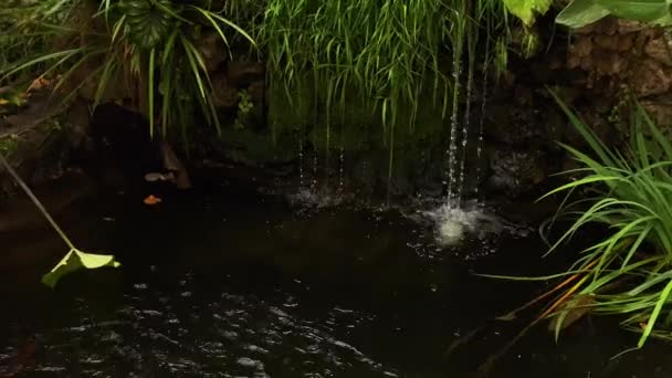 Klidný Vodopád Japonskými Rybami Videa — Stock video