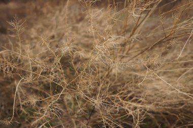Bokhe sarı çimenler soyut bulanık