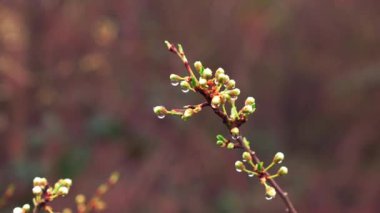 Bahar eşi ağaç damlaları
