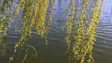 Ağlayan bir söğüdün dalları çiçek açan göl suyunda