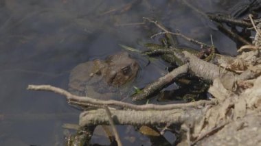 Gölde üreme mevsiminde kurbağa üstüne kurbağa.
