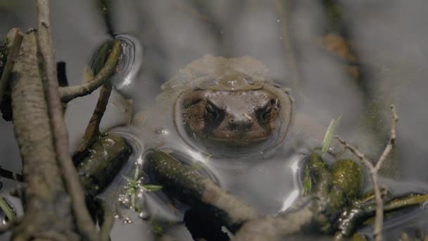 青蛙在湖中繁殖季节的青蛙 图库视频片段