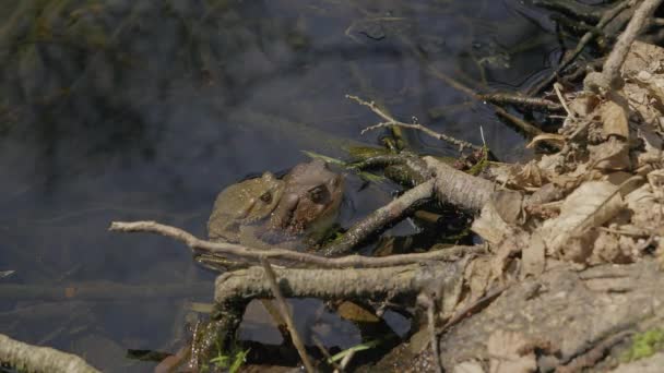 Βάτραχος Βάτραχο Κατά Την Περίοδο Αναπαραγωγής Μια Λίμνη — Αρχείο Βίντεο