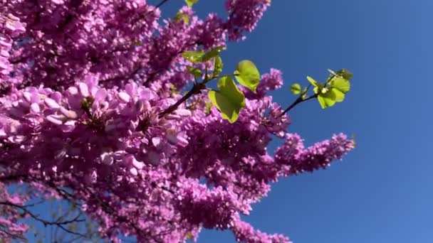 Primavera Púrpura Rosa Flor Árbol Violeta Árbol Judas Video — Vídeos de Stock