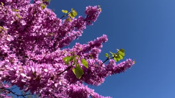 Wiosna Fioletowy Różowy Kwiat Drzewo Fioletowy Drzewo Judasz Drzewo Wideo Wideo Stockowe