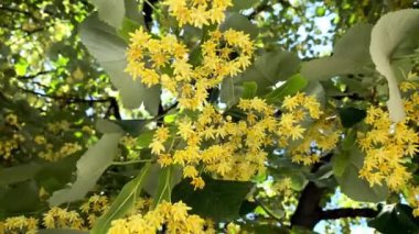 Çiçek açan ıhlamur ağacının ıhlamur rengi