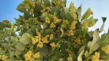 Çiçek açan ıhlamur ağacı videosunun ıhlamur rengi yavaş çekim