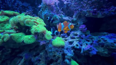 Palyaço balığı videolu mercan resifi