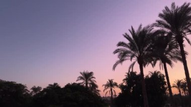 Palmiye ağacı silueti videosu