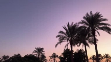 Palmiye ağacı silueti videosu