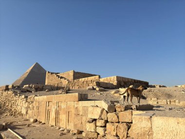 Gyza Piramit Köpekleri Panoraması