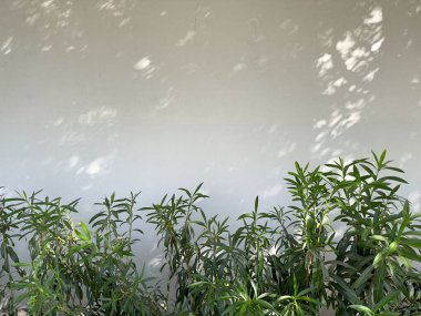 Beyaz duvar yeşil bitki boş bileşimi