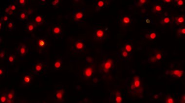 Işıklar bockhe video arkaplan kırmızı