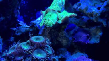 mercan resifi videosu yavaş çekim videosu