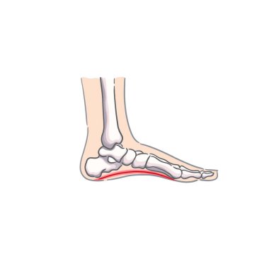 Görünür anatomisi ve ayak ve ayak parmaklarının şekli olan bacak kemerinin tasviri.