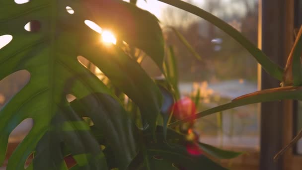 金色的阳光穿过美丽的郁郁葱葱的绿野仙花 丰满的瑞士芝士植物裂开的叶子被阳光反照着 太阳耀斑透过绿叶窥视 — 图库视频影像