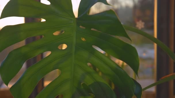 Close Golden Sunbeams Peaking Beautiful Lush Green Monstera Leaf Magnificent — Stock Video