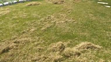 Arka bahçedeki çimlerin havalandırılmasından sonra arta kalan kuru otlar. Çimlerin havalanmasından sonra çimenlerin üzerinde keçe yığınları. Yeşil çimen büyümesi için bahar çimenliği bakımı.