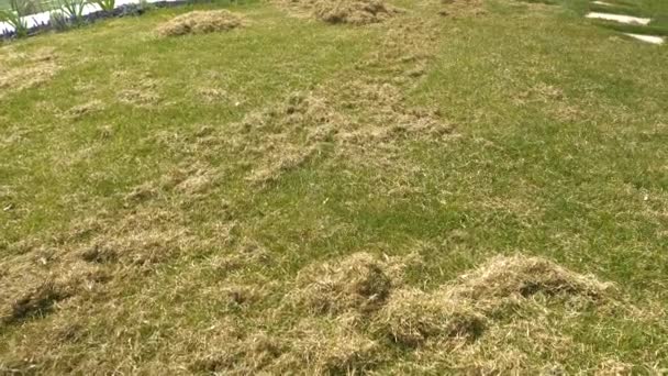 スローモーション 自宅の裏庭の庭で通気芝生の後に古い草を乾燥させます 芝生の空中後の緑の芝生の上のフェルトの山 緑の芝生の成長強化のための春の芝生のメンテナンス — ストック動画