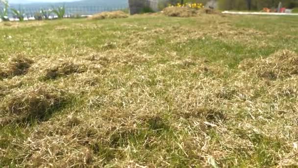 閉じる 自宅の裏庭で空中芝生の後に芝生の上でフェルトの山 自宅の裏庭で通気芝生の後に古い草の残り物を乾燥させます 完璧な厚い芝生のための春の土壌圧縮救済 — ストック動画