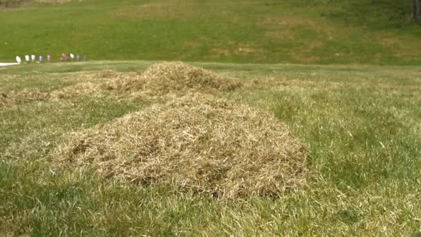 春季通气后 后院草坪上堆放的一堆干草猫 草坪维修 为种植健康的绿色和浓密的草地 在自家花园种花后剩下的干草 — 图库视频影像