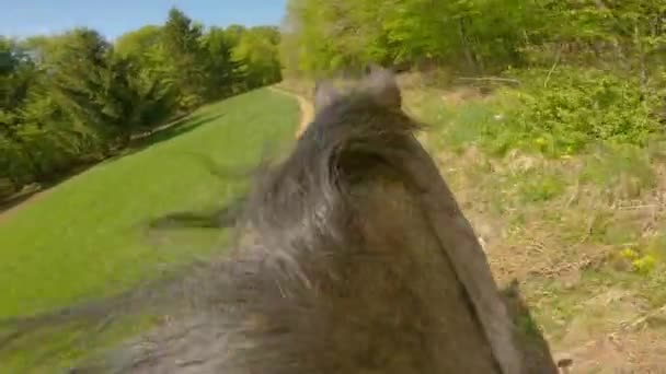 ポイント 緑の森の近くを回って緑豊かな緑の牧草地を通過しながら 鞍からの馬のライダーの見解 晴れた日に美しい田園地帯を乗馬の最初の人のビュー — ストック動画