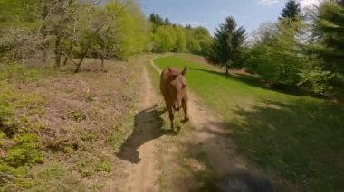 Kahverengi tay kırsalda koşarken anne kısrağını takip ediyor. Bereketli yeşil bir çevrede orman yolu boyunca yürüyen atlar için güzel bir gün. Genç atı güzelce yürümesi için eğitiyorum..