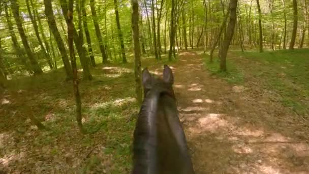 ポイント 森林の影の中を歩いている間 鞍からの乗馬の見解 緑豊かな森の中で美しいパスに沿って乗馬の最初の人のビュー 高貴な動物と屋外活動 — ストック動画