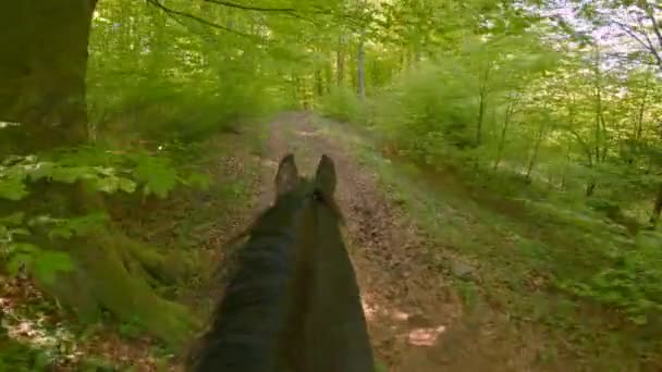 Point View Horseman View Horse Saddle While Walking Forest Path — Stock Video