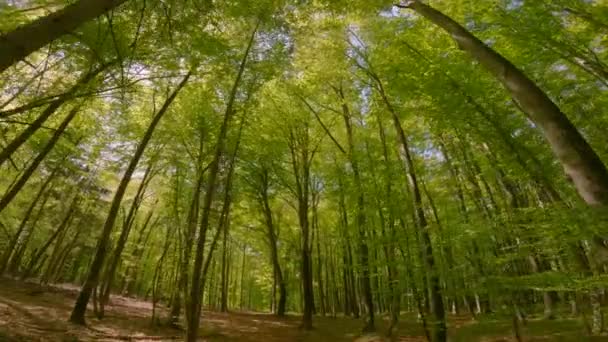 Point View Reiter Bewundern Hohe Grüne Baumkronen Beim Reiten Ego — Stockvideo