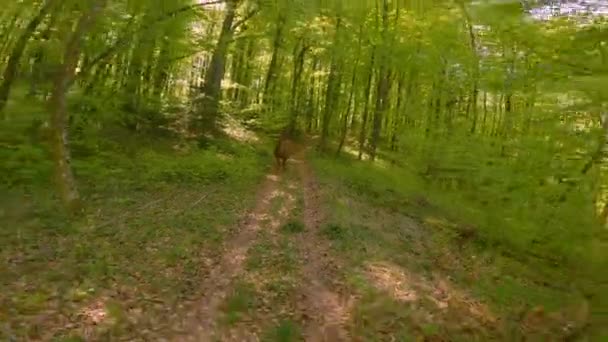 Portrait Braunes Hengstfohlen Folgt Seiner Mutter Beim Spaziergang Waldschatten Schöner — Stockvideo