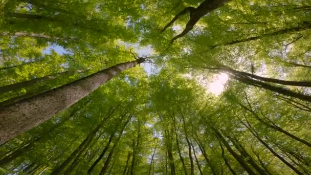 Portrait Portrait Widok Liściastych Zielonych Wierzchołków Drzew Kierunku Brązowego Ogierka — Wideo stockowe