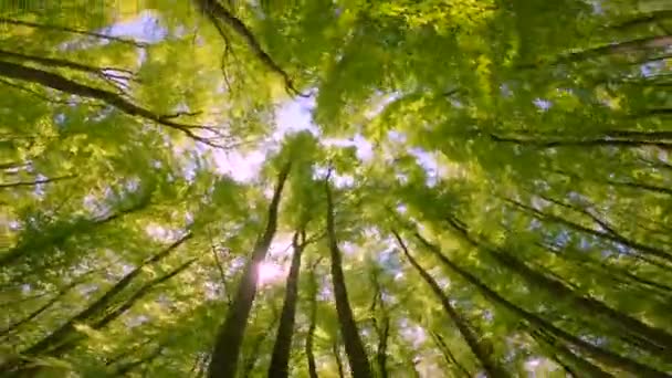 Düşük Açılı Yemyeşil Yapraklı Ağaç Tepe Örtülerinin Dönen Görüntüsü Baharda — Stok video