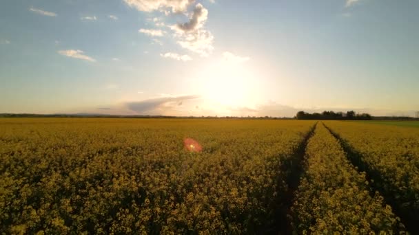 夕日の光でバックライトゴージャス黄色の開花菜の花畑 春に多数の黄色い野マスタードの花が植えられた大きな畑の上の風景飛行 — ストック動画