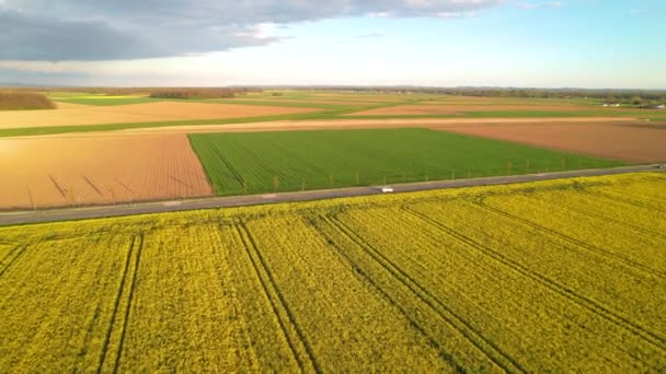 Aerial Cars Bicycles Moving Countryside Road Yellow Blooming Fields People — Stock Video