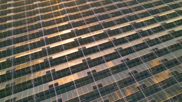Aerial Close Відображає Золоте Сонце Даху Гідропонічної Теплиці Будівництво Скла — стокове відео