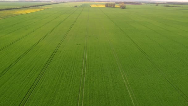 Aerial Überblick Über Große Ackerflächen Mit Grünen Erntefeldern Einem Bewölkten — Stockvideo
