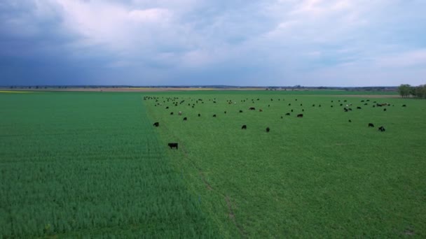 大群奶牛在乌云笼罩下的绿色牧场上吃草 用于奶制品生产的畜牧养殖 夏季在草地上放牧的农场动物 — 图库视频影像