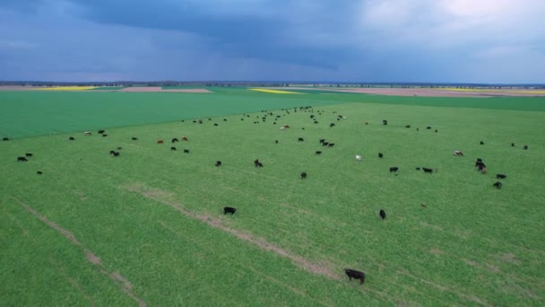 Erial 夏の間に緑の牧草地に放牧される家畜の農村シーン 食肉生産のための牛の繁殖 暗い嵐の雲の下で緑の牧草地で放牧中の牛の大きな群れ — ストック動画