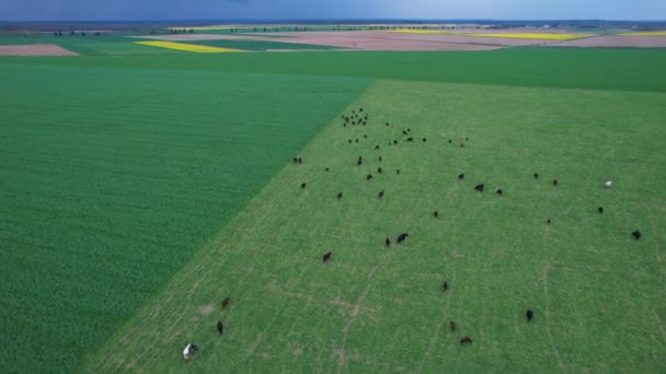 Aerial Grande Manada Gado Pastando Prado Verde Dia Nublado Verão — Vídeo de Stock