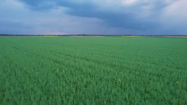 Aerial Voando Sobre Campo Cultivo Agrícola Verde Sob Nuvens Escuras — Vídeo de Stock