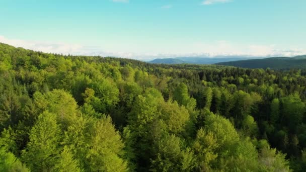 Aerial Vliegen Levendige Groene Boomtoppen Van Een Enorm Gemengd Bos — Stockvideo