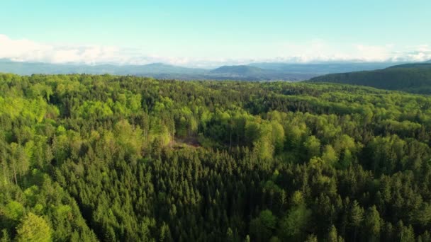 Vysoký Úhel Pohledu Odhaluje Rozsáhlou Zalesněnou Plochu Svěže Zelenými Smíšenými — Stock video