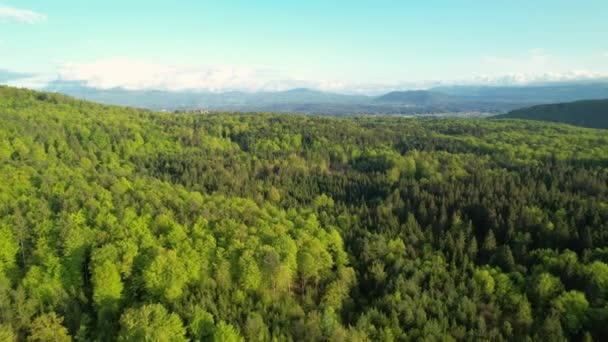 Aeriell Utsikt Ovanifrån Avslöjar Vidsträckt Skogsområde Med Levande Gröna Blandade — Stockvideo