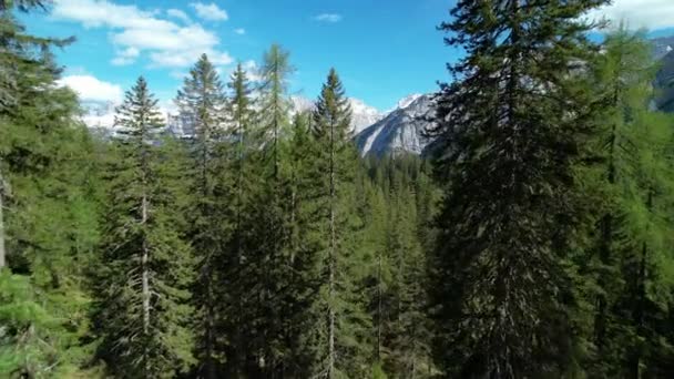 의나무들 사이를 날아다니면서 꼭대기가눈으로덮여 있음을 보여준다 경치를 즐기는 여행지 아름다운 — 비디오