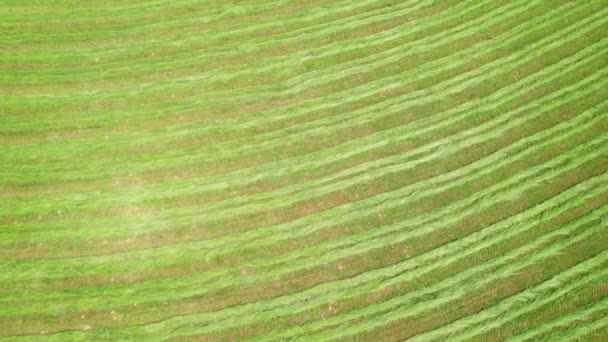 Airerial Top 飼料用に生産された新鮮な芝生の緑のラインパターン 田舎の晴れた夏の日に新鮮に収穫された干し草の牧草地 干し草の準備のための素敵な整列芝生 — ストック動画